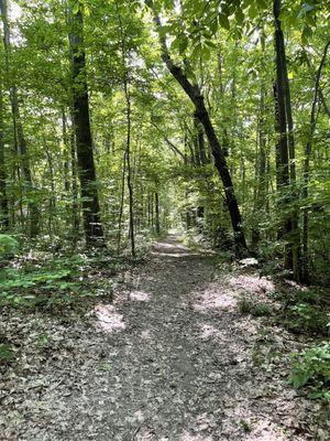 Another view of the trail.