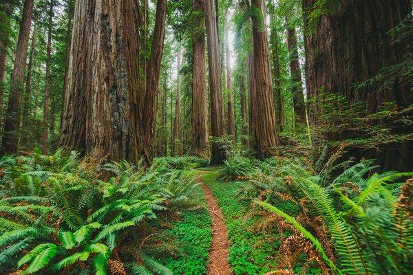 Technology behind the Redwood curtain,