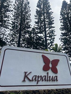 6/3/22 Kapalua walking trails