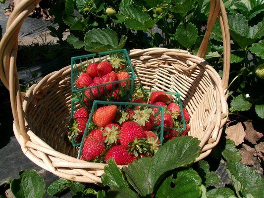 Their strawberries are so sweet and the quantity and quality are amazing!