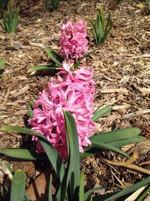 Hyacinths