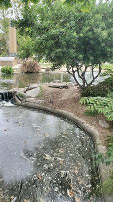 Library pond