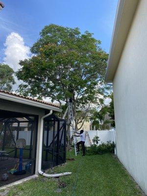 Trimming branches away from the Client's Home