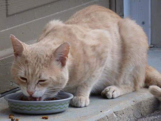 Cat's are fed regularly and on schedule!