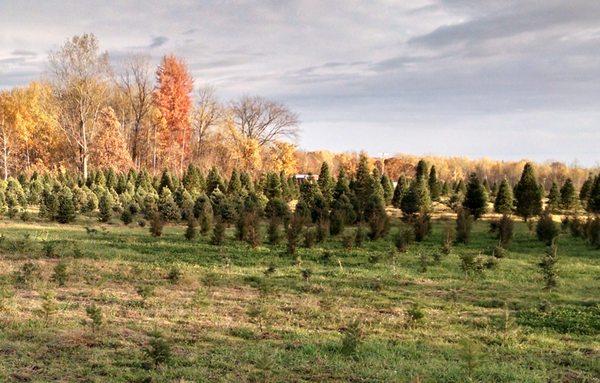 Warren Homestead Tree Farm