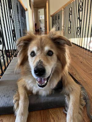 Archie, a senior golden retriever mix, is learning to settle with his new (to him) feline brother after his recent adoption.