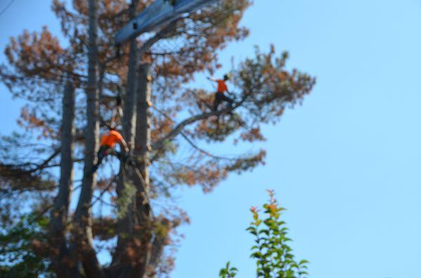 Large Tree Removal