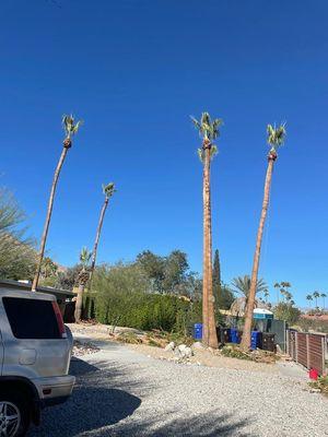 Palm tree trimming