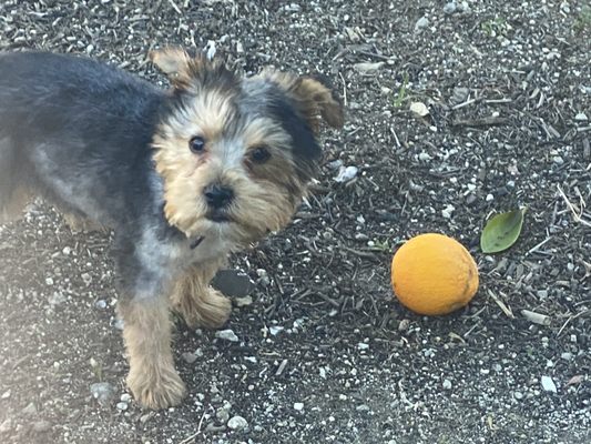 My dog playing with a orange