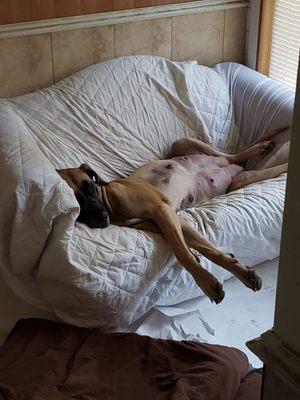 PREGNANT with 10 plus Great Dane Puppies causes you to relax like Pearl here is...