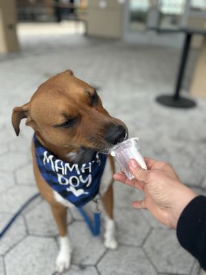 Pup cups for the little guy