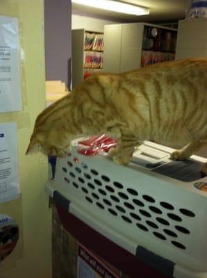 Morris checking out Willy :) He is the Vet's cat :)