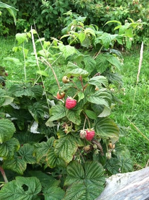 Fresh Rasberries