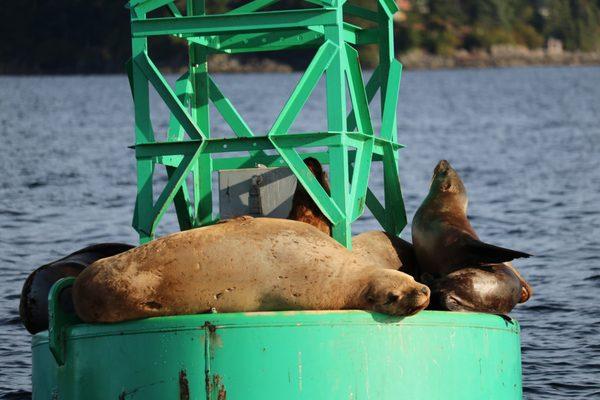 Waving sea lion