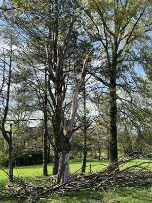 I've started cutting down some branches, although there's more work to be done