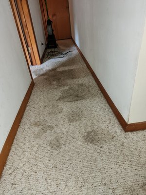 Carpet cleanings my passion! Let me help you get those deep set in stains that have been there for years out!