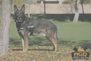 We are ready to help you protect your property or business. We provide professionally trained security guard dogs! Get your quote today! ‍