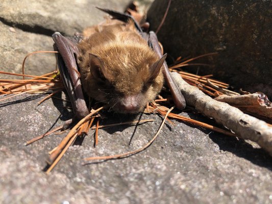 Brown Bat