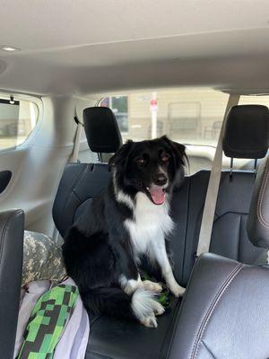 After bath package; 50 lb Border Collie ~$60.