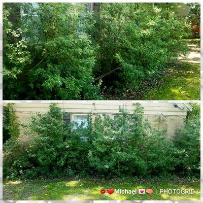 Before & after bush removal