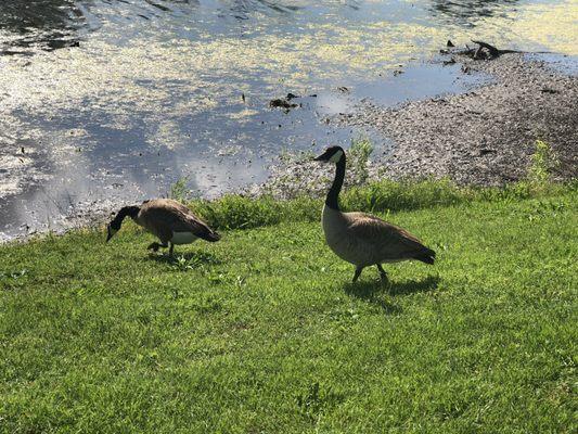 Brandt Park - OU Duck Pond:  Pond Area & Geese