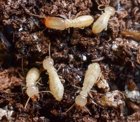 Termite Treatment and Control