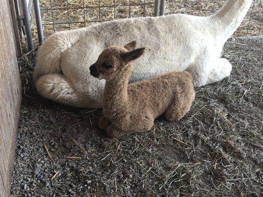 One-week-old alpaca!