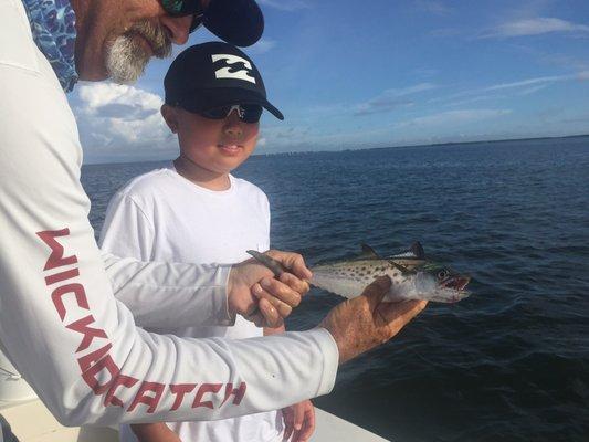 Mackerels, watch out for their teeth!