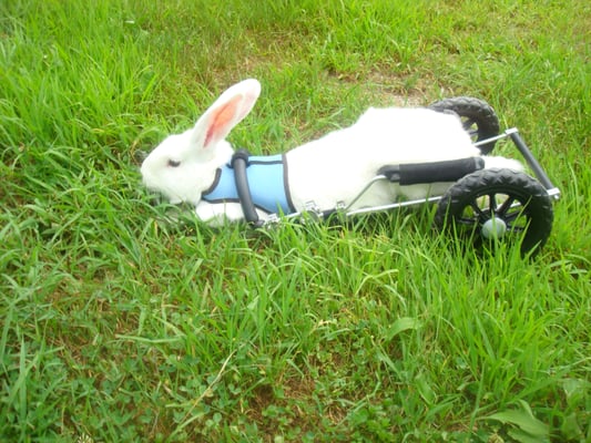 Albert in his rabbit wheelchair