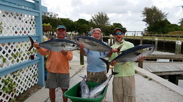 Blackfin Tuna