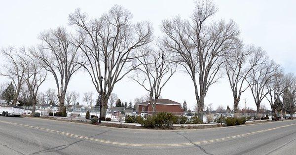 Incline Tree Care