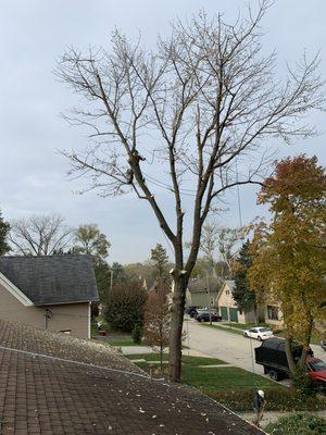 Bur Oak Tree Service