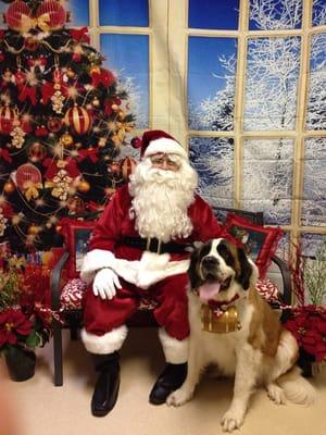 St. Bernard complete with the barrel on his collar!