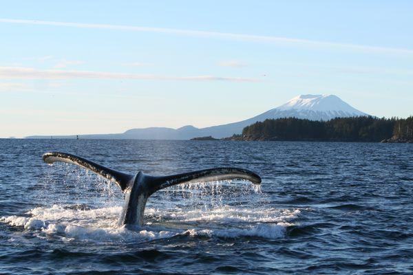 Sitka's scenery and marine wildlife are amazing!