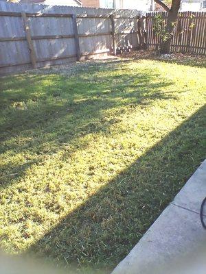 Notice no grass cuttings on the patio! Excellent job!