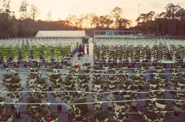 Sunset over Better Food Farm