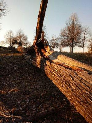 Bader Tree Service