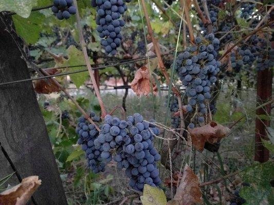 Cabernet ready to be picked.