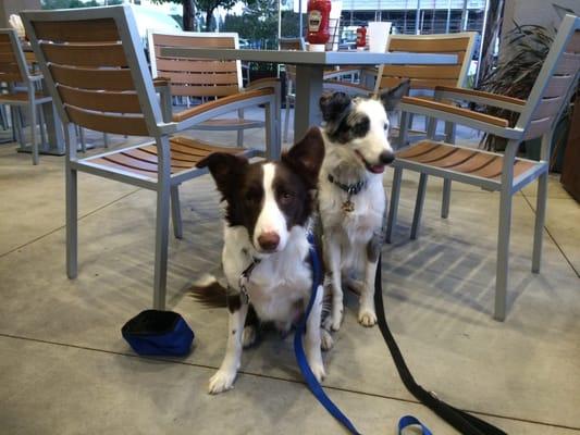 Sky and Simba behave perfectly out at dinner.