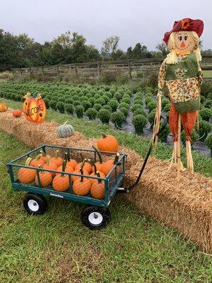 Pumpkin cart