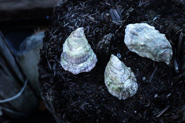 Aphrodite Oysters