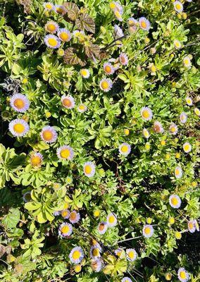 Wildflowers aplenty!