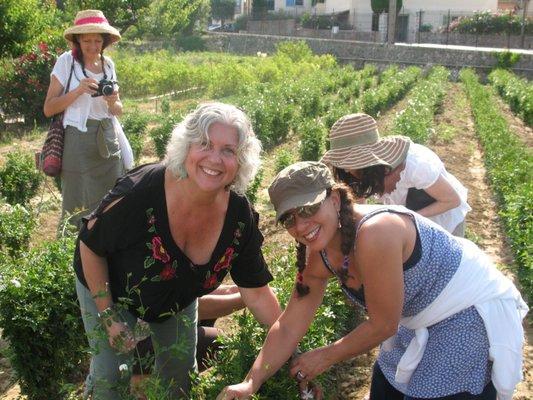 Harvesting Jasmine flowers in France.  Ohh-la-la!