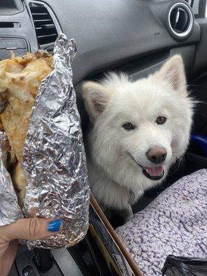 Breakfast burrito. Dog face for scale