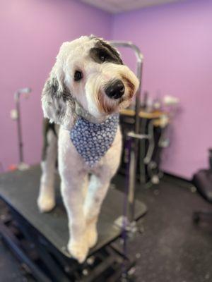 Becca’s Pooch Parlor