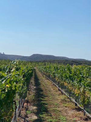 Santa Ynez Valley vineyard.