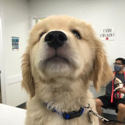 Golden retriever puppy waiting for an exam with the Dr.