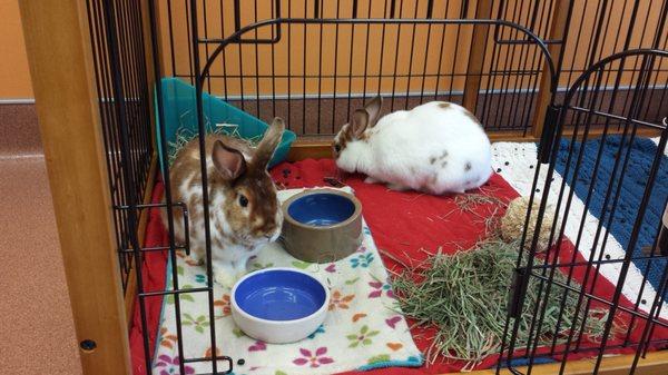 Just one of our spacious enclosures for rabbits in our Small Mammal boarding room.