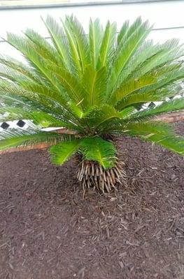 After weeded and re mulching          (Chocolate Chip Mulch )  Sago Palm  was added