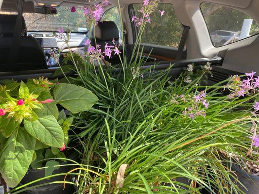 Trunk full of plants!  $108 for 8 beautiful plants!!